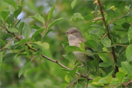 <p>PĚNICE VLAŠSKÁ (Sylvia nisoria) Dolní Podluží ---- /Berred warbler - Sperbergerasmücke/</p>
